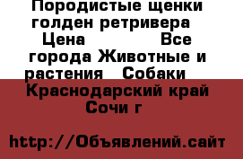 Породистые щенки голден ретривера › Цена ­ 25 000 - Все города Животные и растения » Собаки   . Краснодарский край,Сочи г.